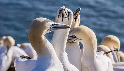 爱游戏体验-勇士新秀崛起谁是下一个库里，勇士 新秀