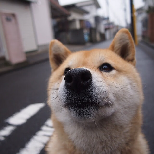 “德甲冠军争夺白热化，劲旅悉数奋战”，德甲热身赛