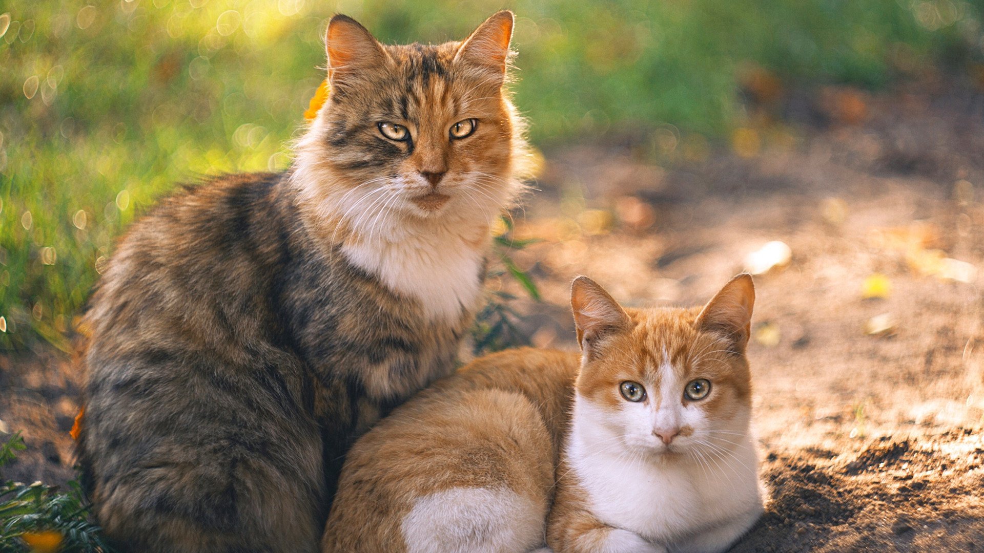 “全球化棒球产业的数字化转型:科技赋能促行业跨越式发展”,棒球的发展前景在中国