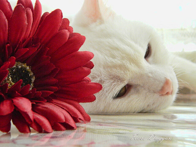 《彩虹六号》国际邀请赛与《Apex英雄》全球系列赛的战术分析，彩虹六号国际邀请赛历届冠军