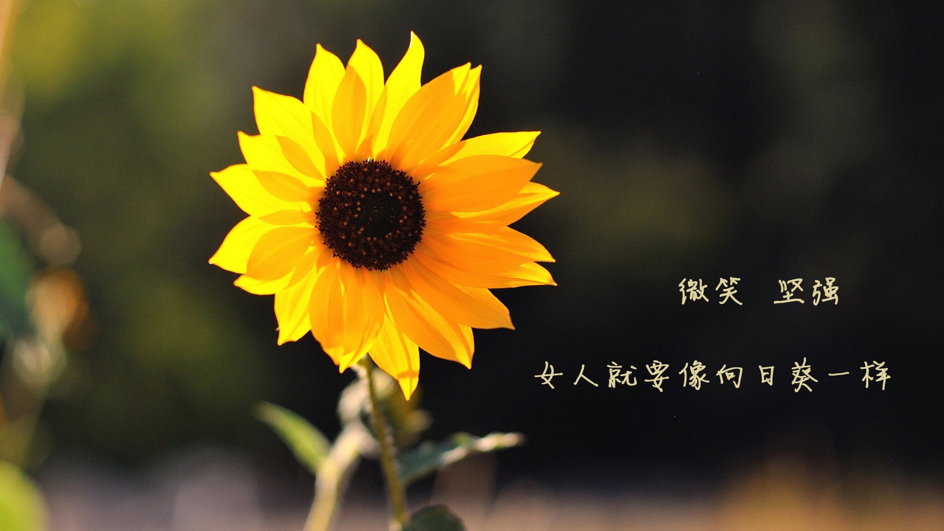 AYX体育官网-极限滑板赛：街头风格的极限挑战，极限s滑板篇