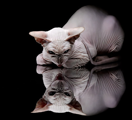 AYX体育官网-威尼修斯荣膺2024环球足球最佳球员与最佳前锋，威尼修斯皇马