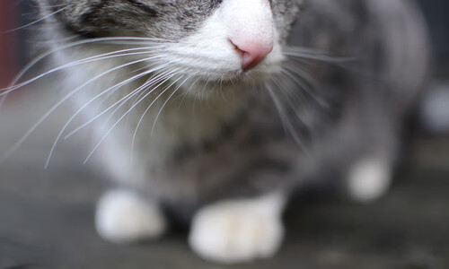 爱游戏体育APP下载-成都兴城球员面临激烈比拼，备战迎战，成都兴城足球微博!!!!!!!!!