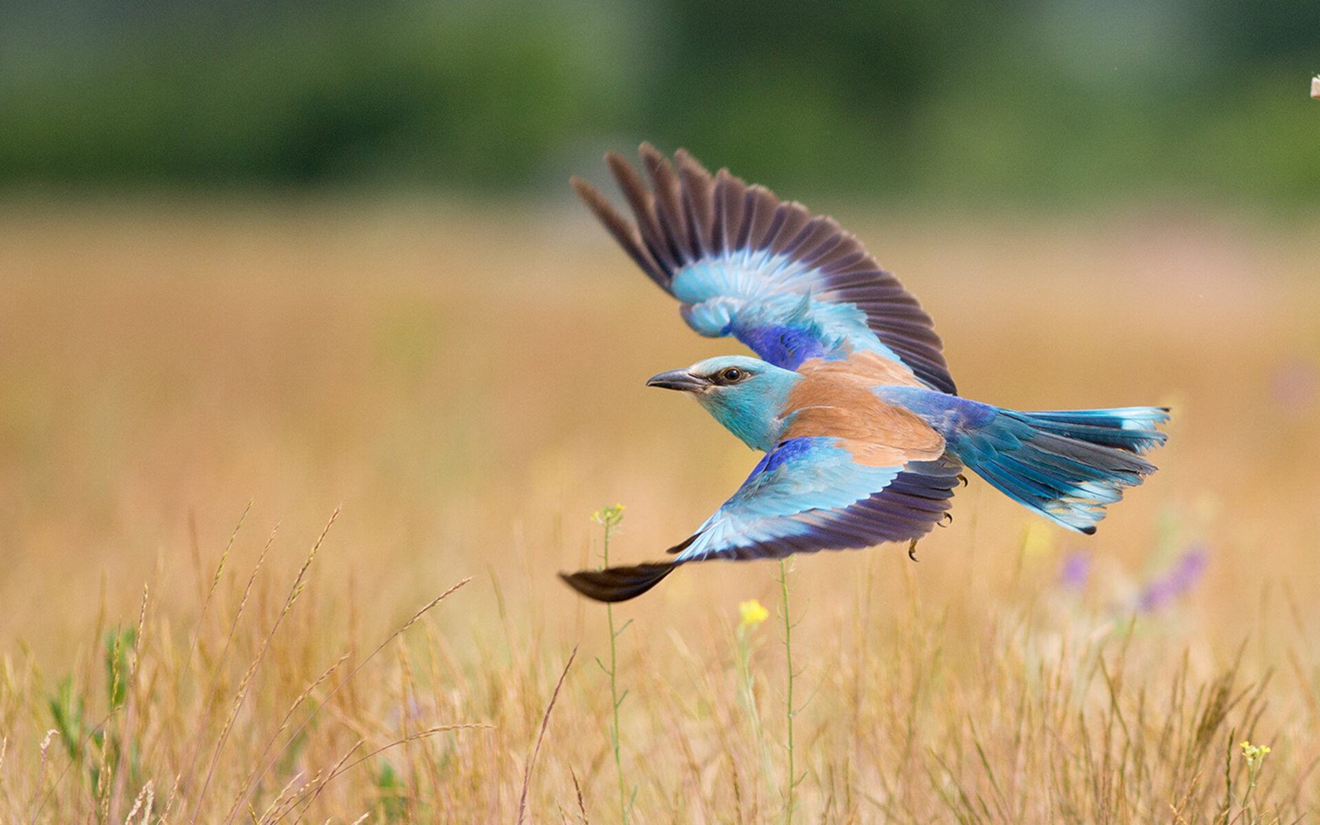 爱游戏体育平台-火箭击败雷霆壮大-领先东区半决赛，火箭对雷霆揭幕战