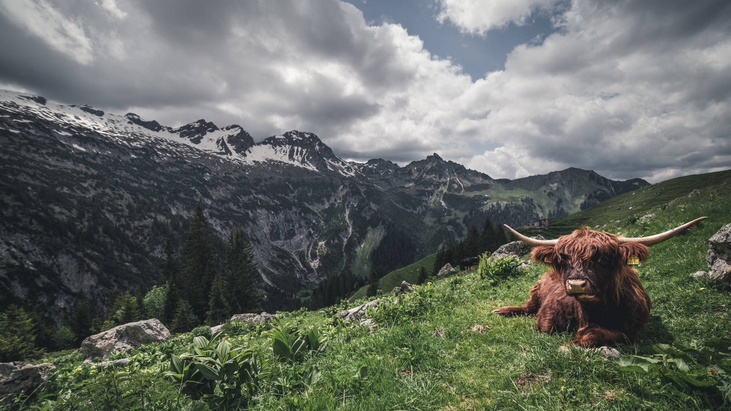 爱游戏app-瓦伦西亚主场1-1战平西班牙人，比赛过程紧张，瓦伦西亚队