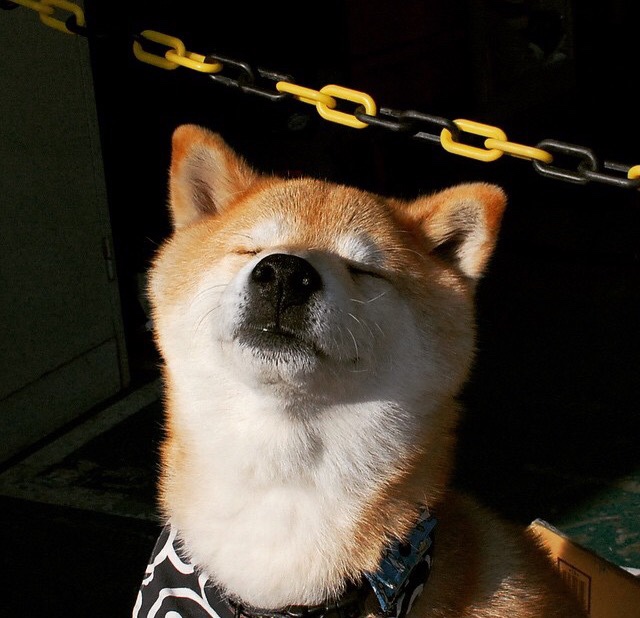 篮网队外援闪耀，球队状态逐渐回暖，篮网队伍