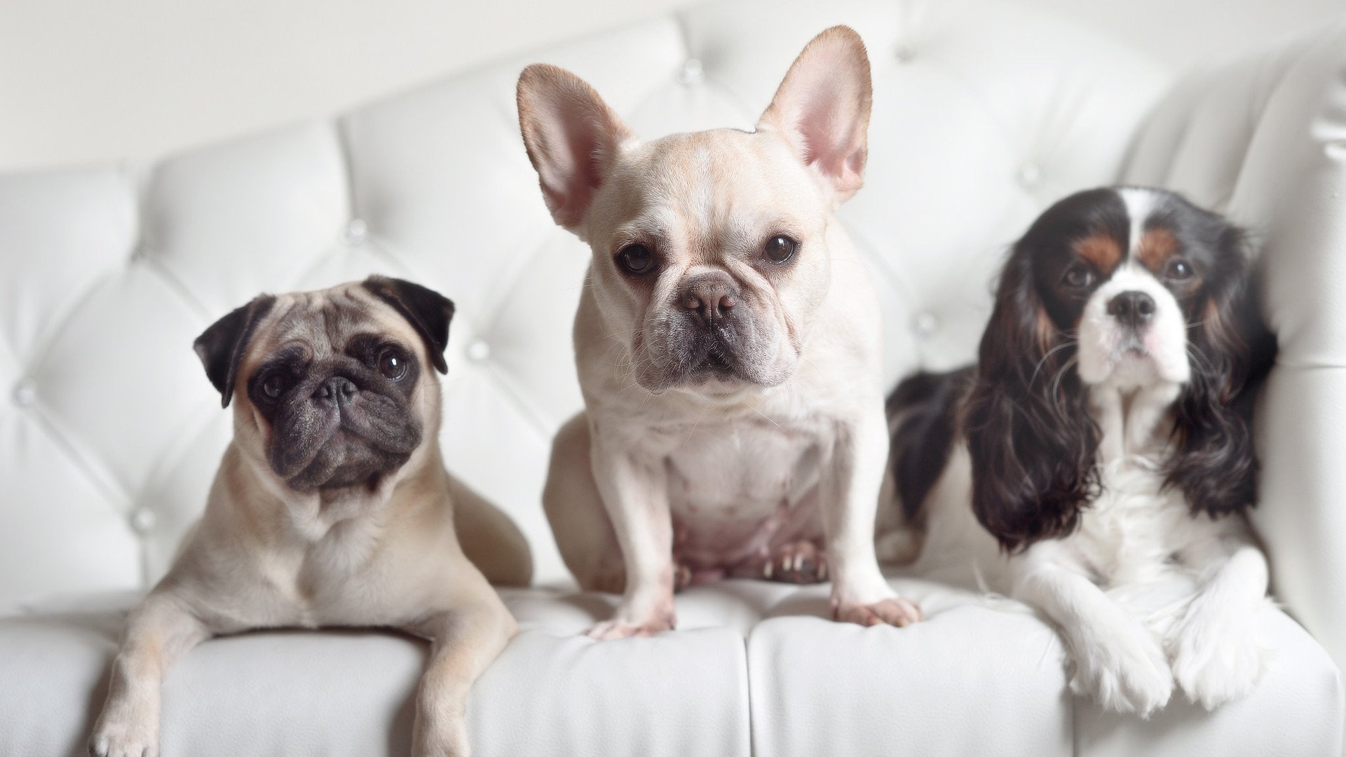 羽毛球世锦赛中，中国混双组合晋级四强，羽毛球混双四强名单