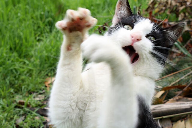 蓝月亮客场负于阿森纳，争四形势严峻，蓝月亮官方网站正宗网