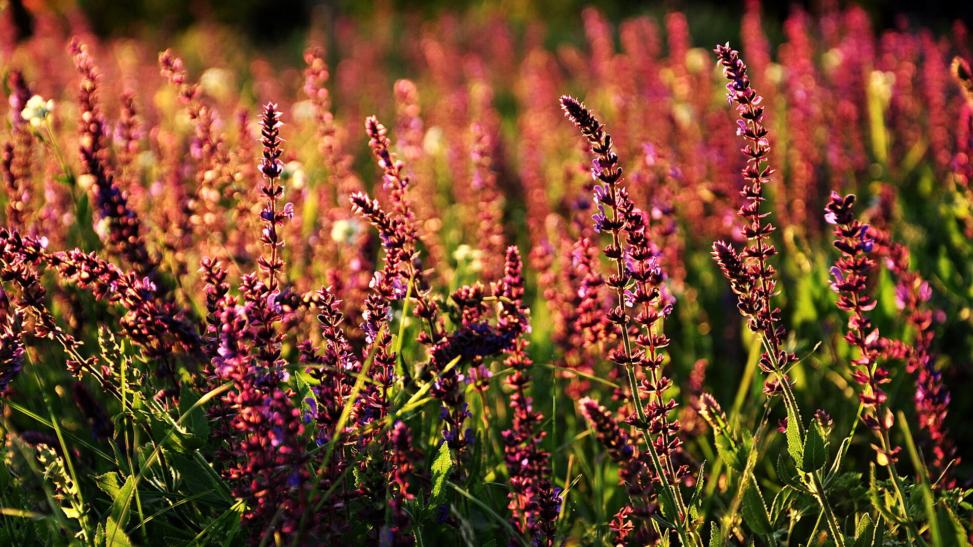 爱游戏平台-阿尔巴尼亚未能取胜，欧洲杯出线悬念重重，阿尔巴尼亚u21