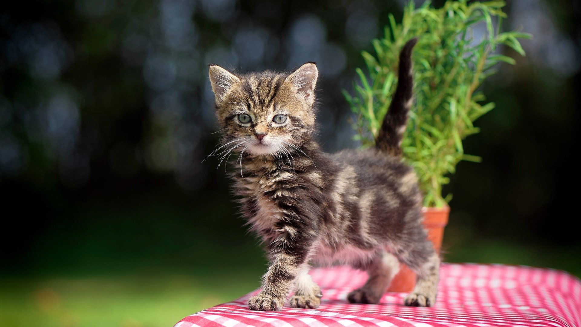 体育赛事运营效率提升,提高体育赛事效益