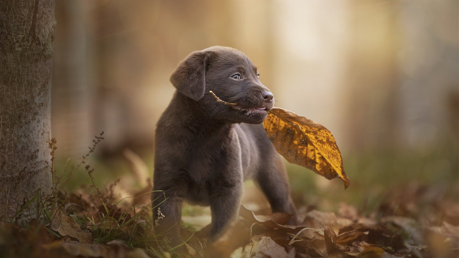 爱游戏娱乐平台-高校体育教师科研激励机制实施成效调研，体育教师教科研业绩