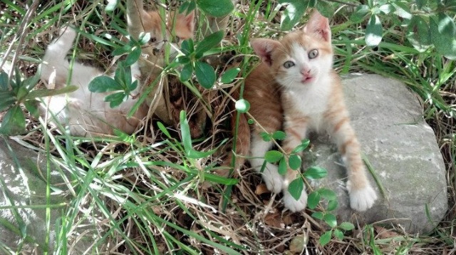 爱游戏中国官方网站平台-CBA季后赛对阵确定 各队全力冲击总冠军，cba季后赛争夺形势