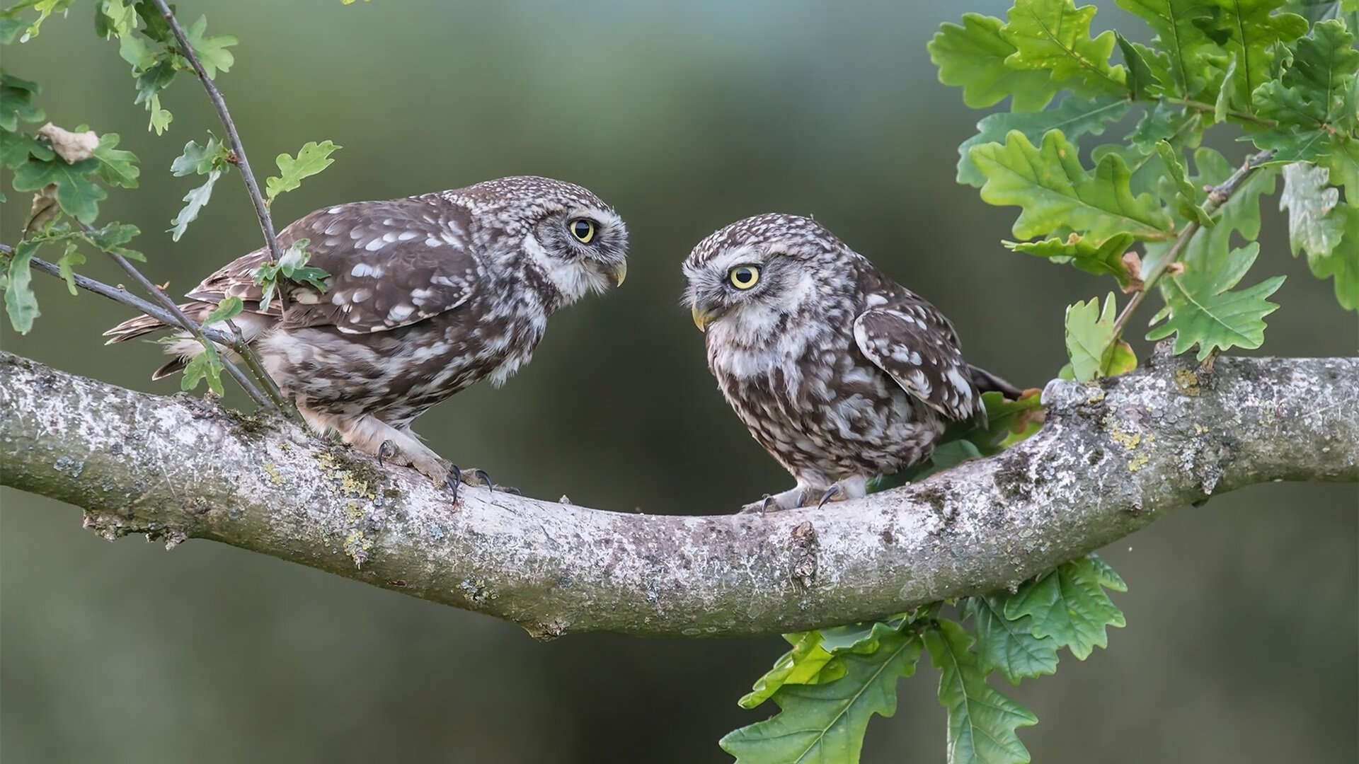 “2025世界运动会：六人制袋棍球展现极速与战术”