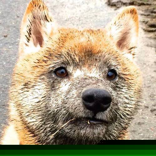 运动科技智能设备引领训练革新，智能化体育运动设备