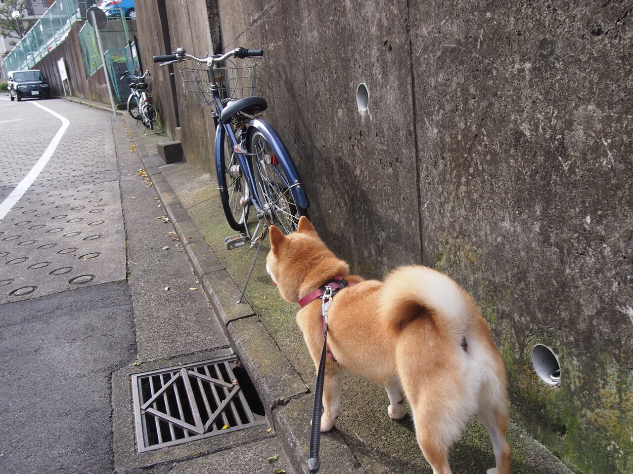 乌干达男篮在非洲预赛中持续奋战，崛起势头不可阻挡，乌干达篮球水平