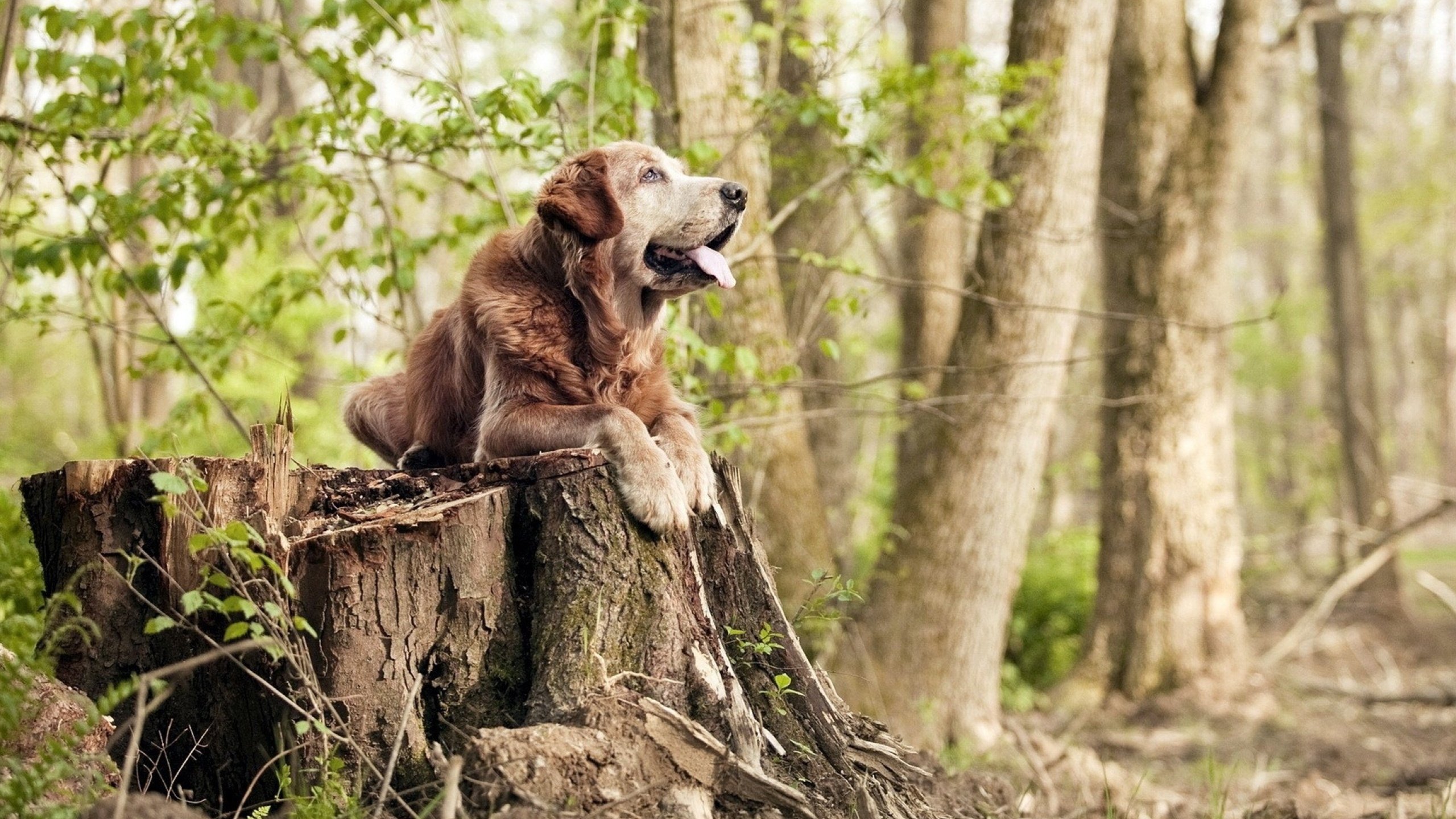 爱游戏体育APP下载-国际裁判培训全面数字化，执法水平再创新高，国际裁判协会