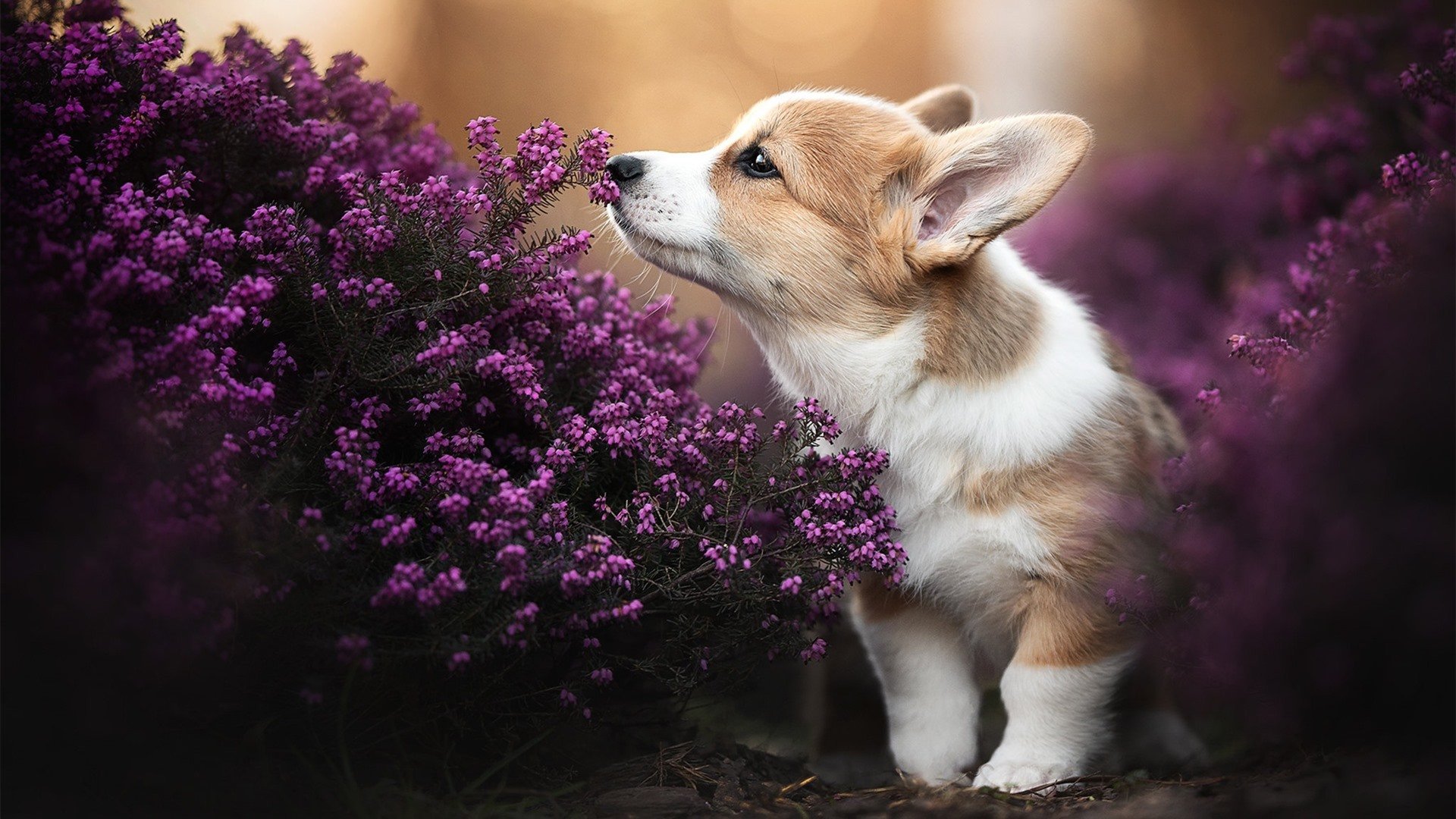 托里·哈斯克女子100米自由泳决赛精彩亮相