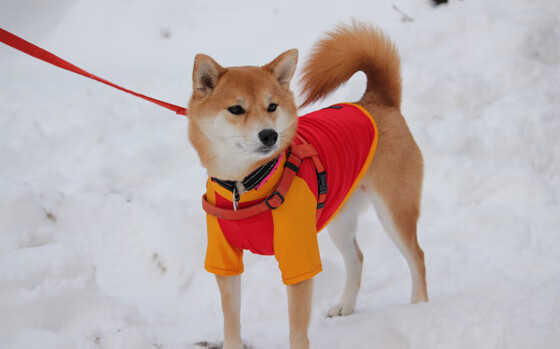 AYX体育-法甲未来之星：新秀崭露头角，前途无限！，法国足球未来新星