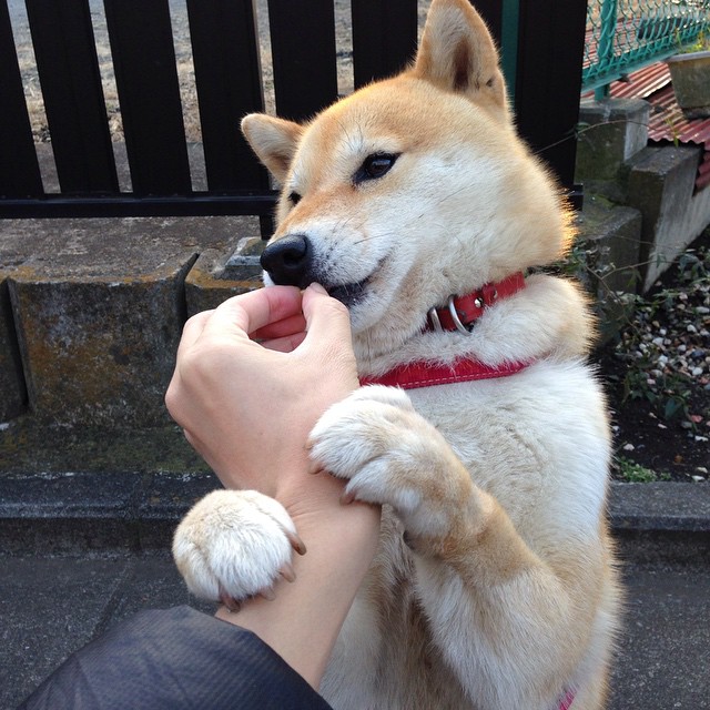 澳大利亚男队全球热度持续攀升,澳大利亚男子足球队名单