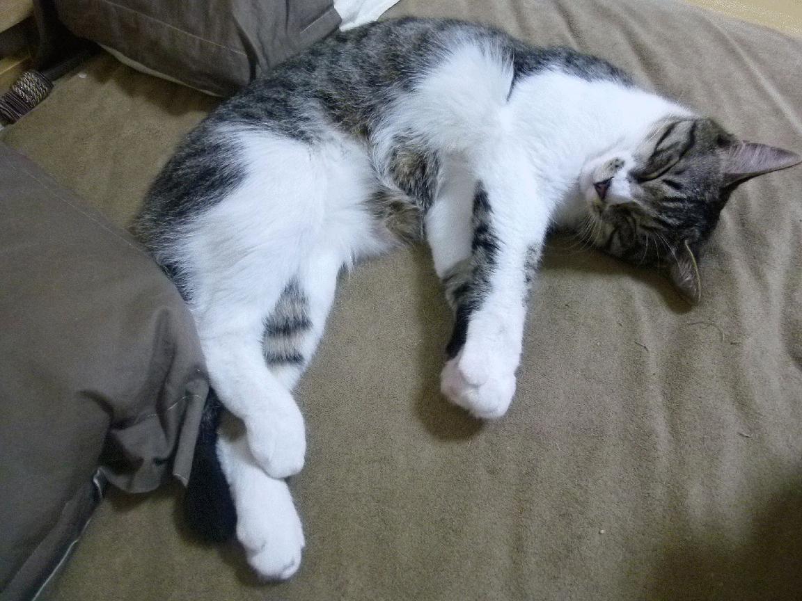 球员季中回归训练营,调整状态冲刺关键赛程