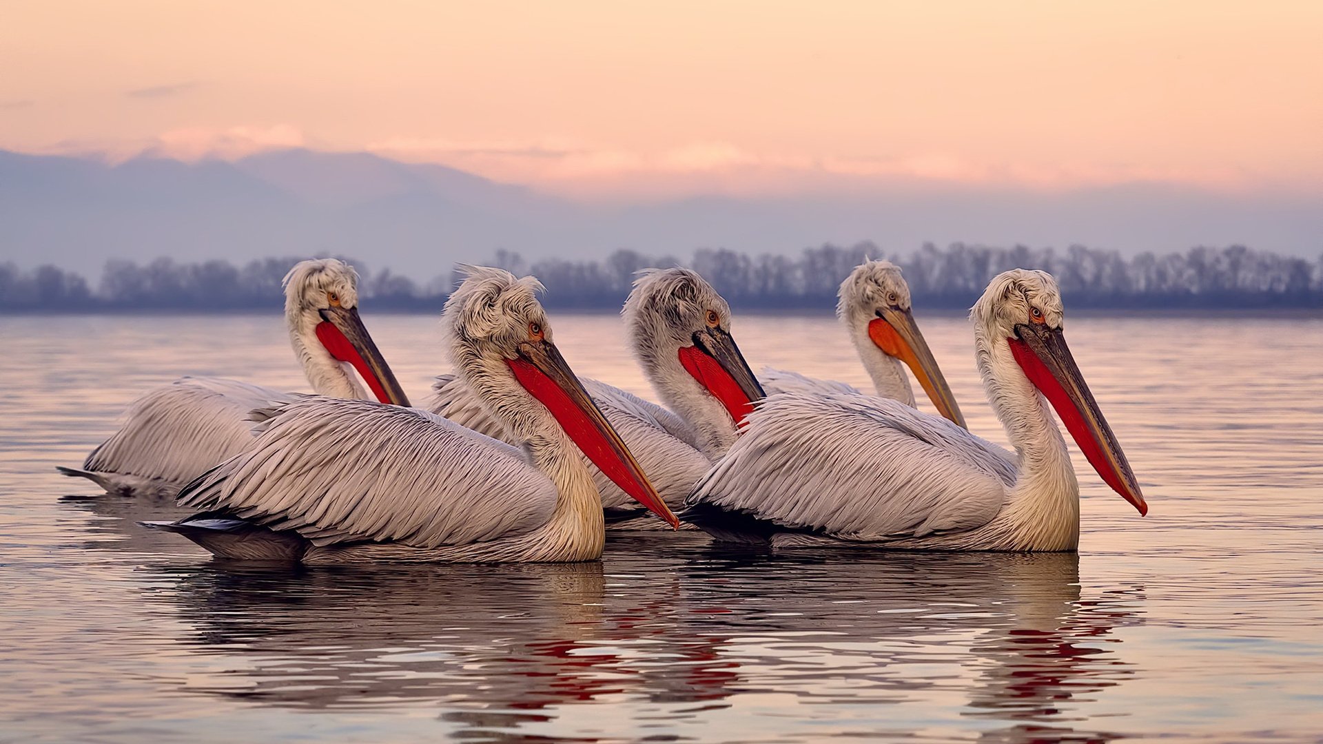 爱游戏app-美洲杯明星纷纷亮相：精彩突破震撼全场！，美洲杯足球明星