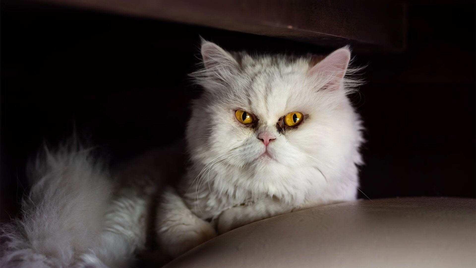 职业与草根并举为中国足球打开新路径,对中国职业足球的看法