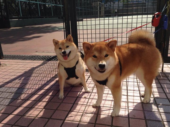 马里男篮在非洲预赛中展示新势力，迈向奥运梦想